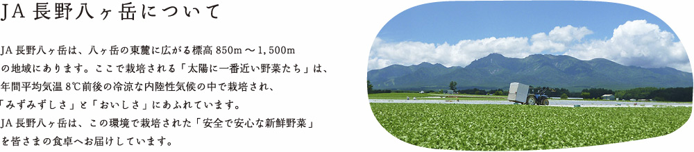 JA長野八ヶ岳について：JA長野八ヶ岳は、八ヶ岳の東麓に広がる標高850m〜1,500mの地域にあります。ここで栽培される「太陽に一番近い野菜たち」は年間平均気温8℃前後の冷涼な内陸性気候の中で栽培され、「みずみずしさ」と「おいしさ」にあふれています。JA長野八ヶ岳はこの環境で栽培された「安全で新鮮な野菜」を皆さまの食卓へお届けしています。