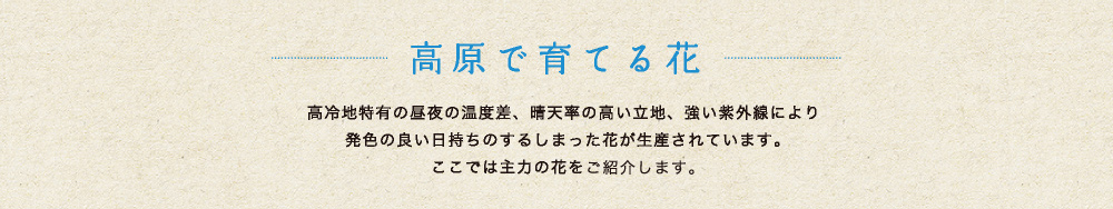 高原で育てる花：高冷地特有の昼夜の温度差、晴天率の高い立地、強い紫外線により発色の良い日持ちのするしまった花が生産されています。ここでは主力の花を紹介ごします。