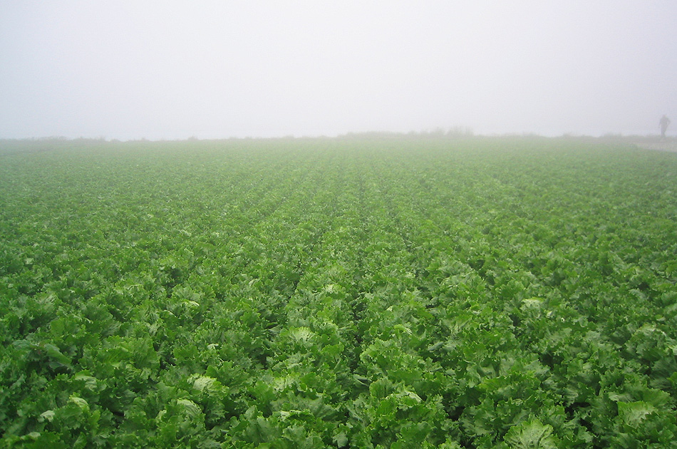 高原野菜と八ヶ岳