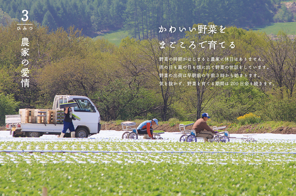 【ひみつ3】農家の愛情　「かわいい野菜をまごころで育てる」野菜の時期がはじまると農家に休日はありません。雨の日も風の日も畑に出て野菜の世話をしています。野菜の出荷は早朝前の午前3時から始まります。気を抜かず、野菜を育てる時期は100日余り続きます。