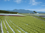 <b>「長野県で育つレタスは今が食べどき」</b><br>とにかく気温にデリケートなレタス。レタスは15℃から20℃で最も良く生育します。高原の冷涼な気候 …