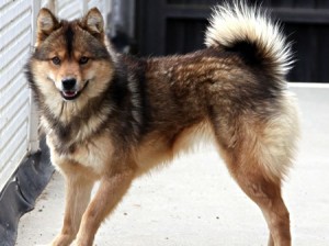 <b>「つよかわいい！オオカミの血をひく秘境の犬」</b><br>四方を2,000m級の山々に囲まれた南佐久郡川上村は、冷涼な気候によるレタスや白菜などの高原野菜の …