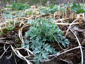 <b>「野山の旬をいただく～春編～ “仙人”と食べる摘草料理」</b><br>八ヶ岳が望める標高１０００mの南相木村で、野山から旬のものが採れるのを待ちわび、初物を仏壇にあ …