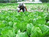 <b>「野辺山高原の白菜は夏だっておいしいのです」</b><br>連載最終回に紹介するのは、野辺山高原産のビタミンＣ、カルシウム …<br><span>※プレゼントの受付は終了しました