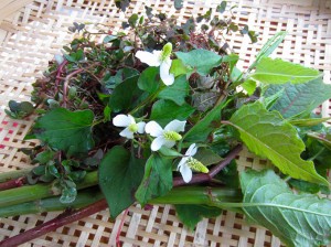 <b>「野山の旬をいただく～夏編～酸っぱい野草で夏を乗り切る」</b><br>「夏は酸味を盛れ」と昔から言われているとおり、酸味には疲労回復や腐敗防止、食欲増進の効果があり …