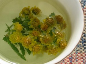 <b>「野山の旬をいただく～秋編～秋色花実で午後のお茶」</b><br>高い山から始まった紅葉も終盤を迎え、木枯らしの吹き始める晩秋。そんな中、野山で心と体を癒してく …